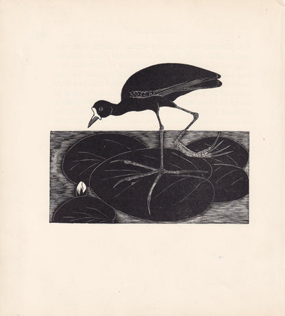 1929 JACANA Print Wood Engraving - Bird Wall Art - Animal Wood Engraving - Antique Animal Print - 95 Years Old - 7.25 x 8 Inc