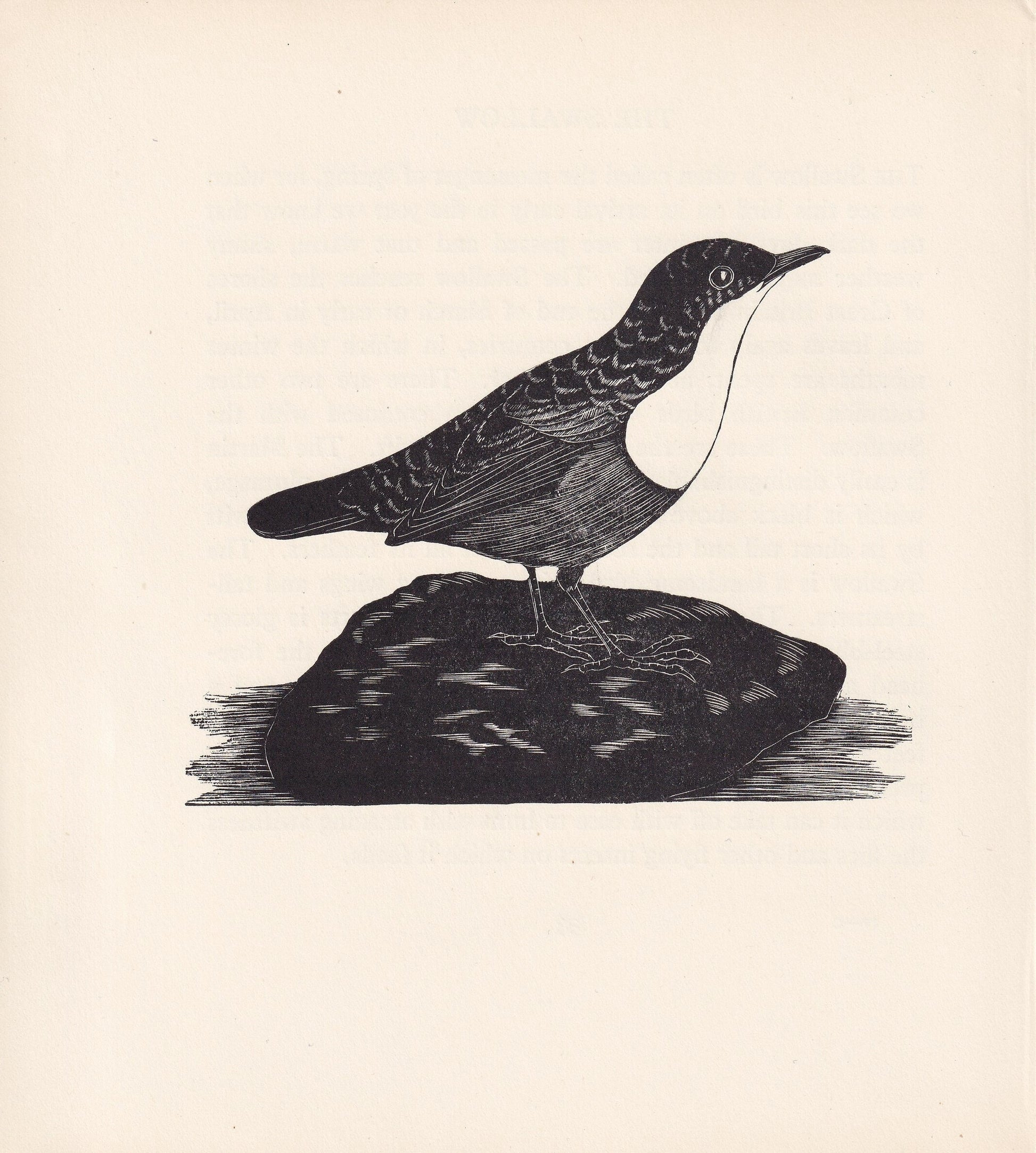 1929 DIPPER BIRD Print Wood Engraving - Bird Wall Art - Bird Wood Engraving - Antique Animal Print - 95 Years Old - 7.25 x 8 