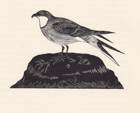 1929 PRATINCOLE BIRD Print Wood Engraving - Bird Wall Art - Bird Wood Engraving - Antique Animal Print - 95 Years Old - 7.25 