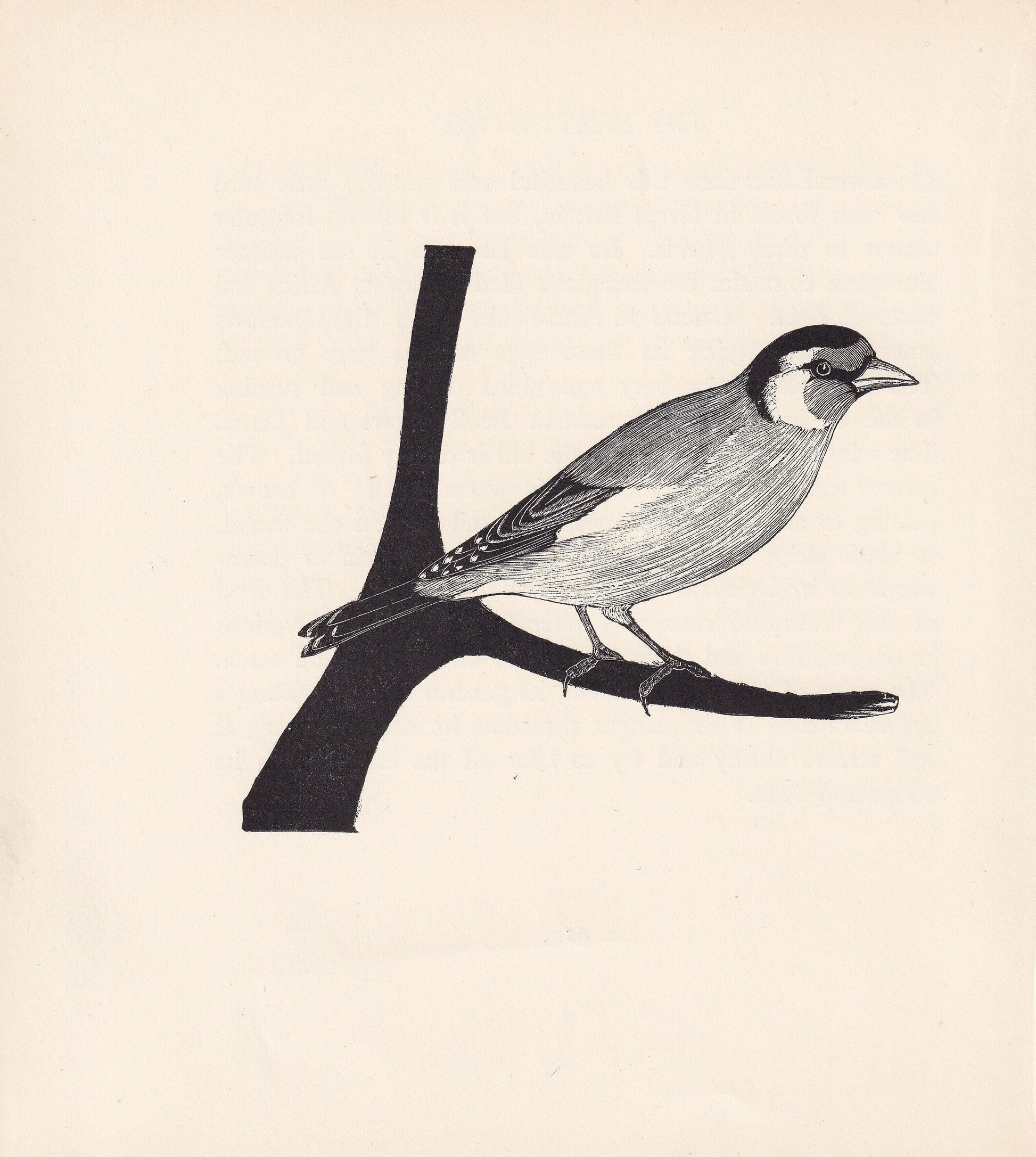 1929 GOLDFINCH BIRD Print Wood Engraving - Bird Wall Art - Bird Wood Engraving - Antique Animal Print - 95 Years Old - 7.25 x