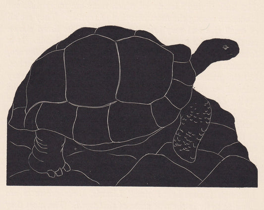 1929 GIANT TORTOISE Print Wood Engraving - Tortoise Wall Art - Tortoise Wood Engraving - Antique Print - 95 Years Old - 7.25 
