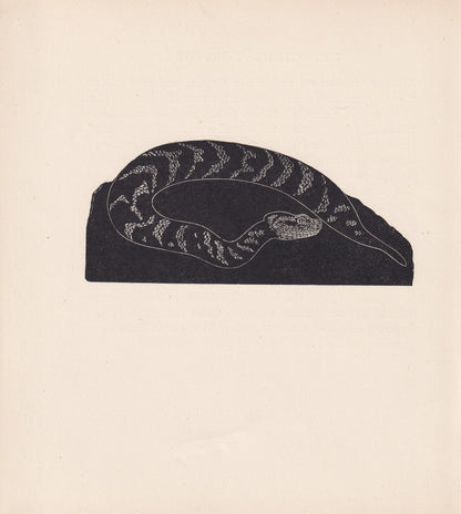 1929 PUFF ADDER SNAKE Print Wood Engraving - Snake Wall Art - Snake Wood Engraving - Antique Animal Print - 95 Years Old - 7.25 x 8 Inches