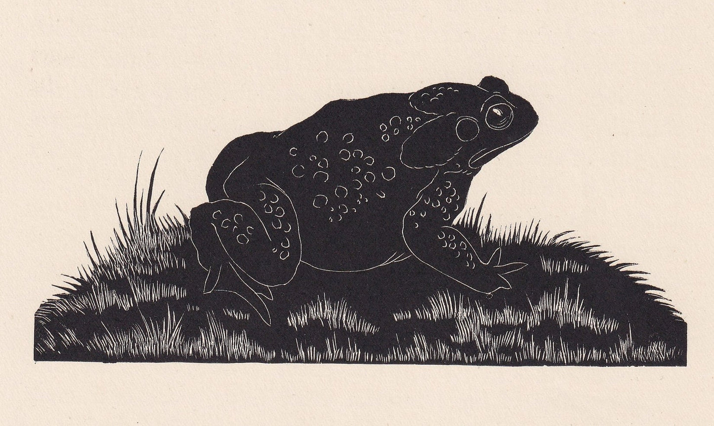 1929 TOAD Print Wood Engraving - Toad Wall Art - Toad Wood Engraving - Antique Animal Print - 95 Years Old - 7.25 x 8 Inches