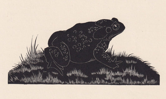 1929 TOAD Print Wood Engraving - Toad Wall Art - Toad Wood Engraving - Antique Animal Print - 95 Years Old - 7.25 x 8 Inches