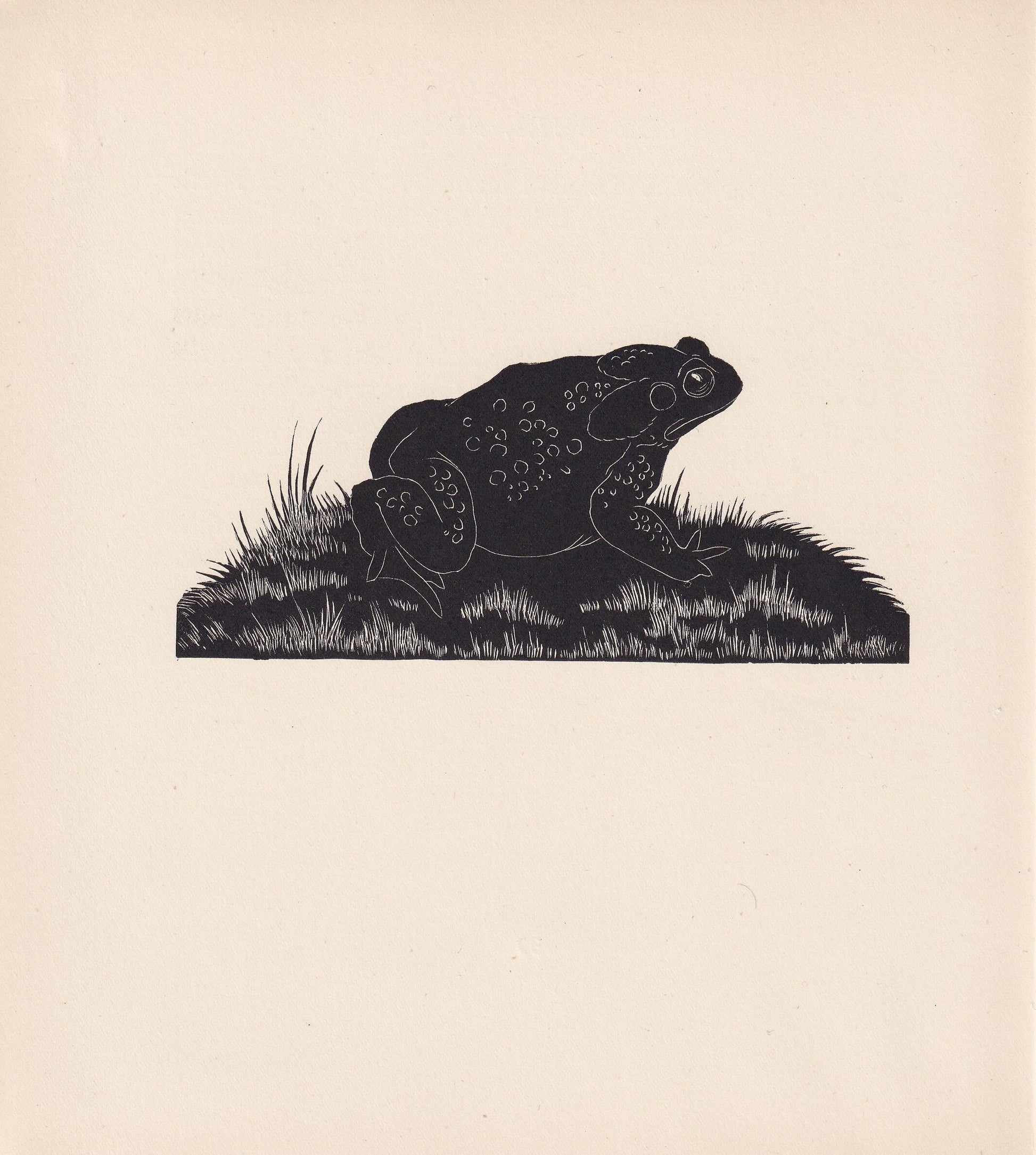 1929 TOAD Print Wood Engraving - Toad Wall Art - Toad Wood Engraving - Antique Animal Print - 95 Years Old - 7.25 x 8 Inches