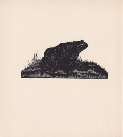 1929 TOAD Print Wood Engraving - Toad Wall Art - Toad Wood Engraving - Antique Animal Print - 95 Years Old - 7.25 x 8 Inches