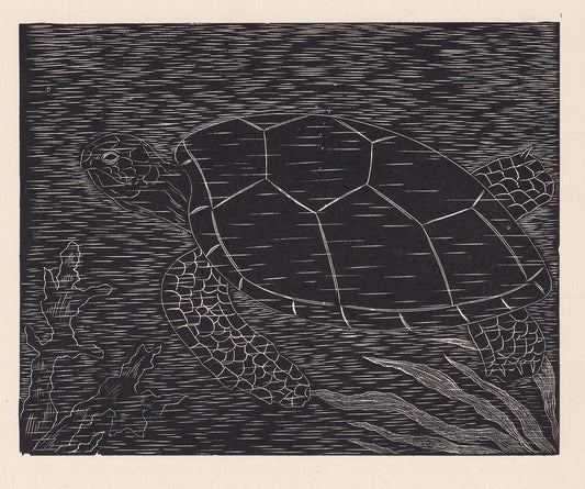 1929 TURTLE Print Wood Engraving - Turtle Wall Art - Turtle Wood Engraving - Antique Animal Print - 95 Years Old - 7.25 x 8 I