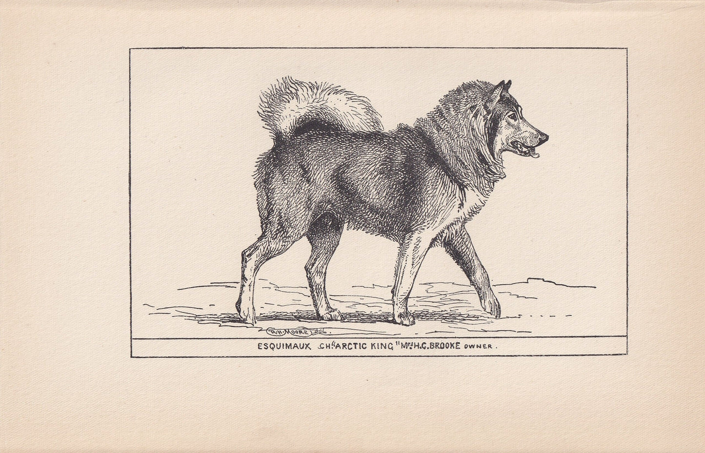 1900 CANADIAN ESKIMO DOG Print - Original Antique Dog Print - R. H. Moore - Dog Wall Art - Dog Lover - Dog Gift - 8.6 x 5.6 Inches