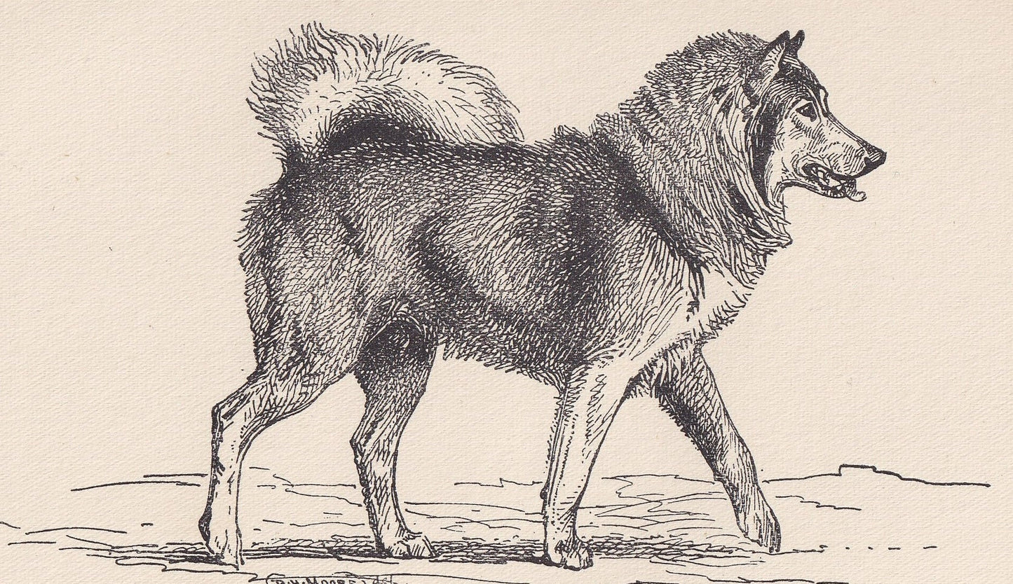 1900 CANADIAN ESKIMO DOG Print - Original Antique Dog Print - R. H. Moore - Dog Wall Art - Dog Lover - Dog Gift - 8.6 x 5.6 Inches