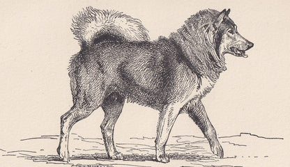 1900 CANADIAN ESKIMO DOG Print - Original Antique Dog Print - R. H. Moore - Dog Wall Art - Dog Lover - Dog Gift - 8.6 x 5.6 Inches