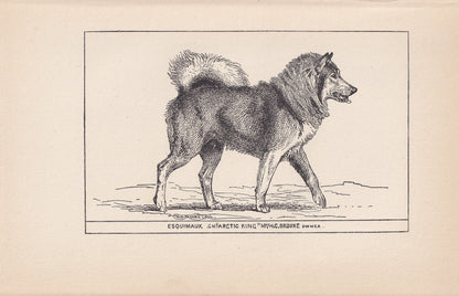 1900 CANADIAN ESKIMO DOG Print - Original Antique Dog Print - R. H. Moore - Dog Wall Art - Dog Lover - Dog Gift - 8.6 x 5.6 Inches