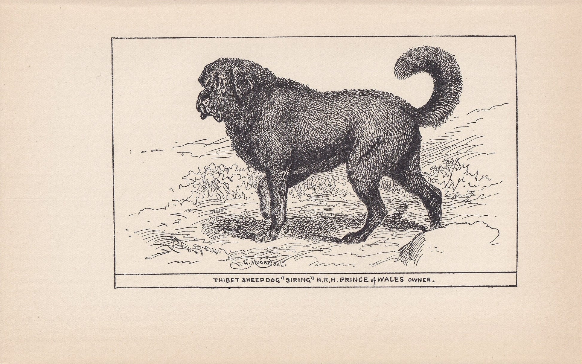 1900 TIBETAN MASTIFF DOG Print - Original Antique Dog Print - R. H. Moore - Dog Wall Art - Dog Lover - Dog Gift - 8.6 x 5.6 Inches