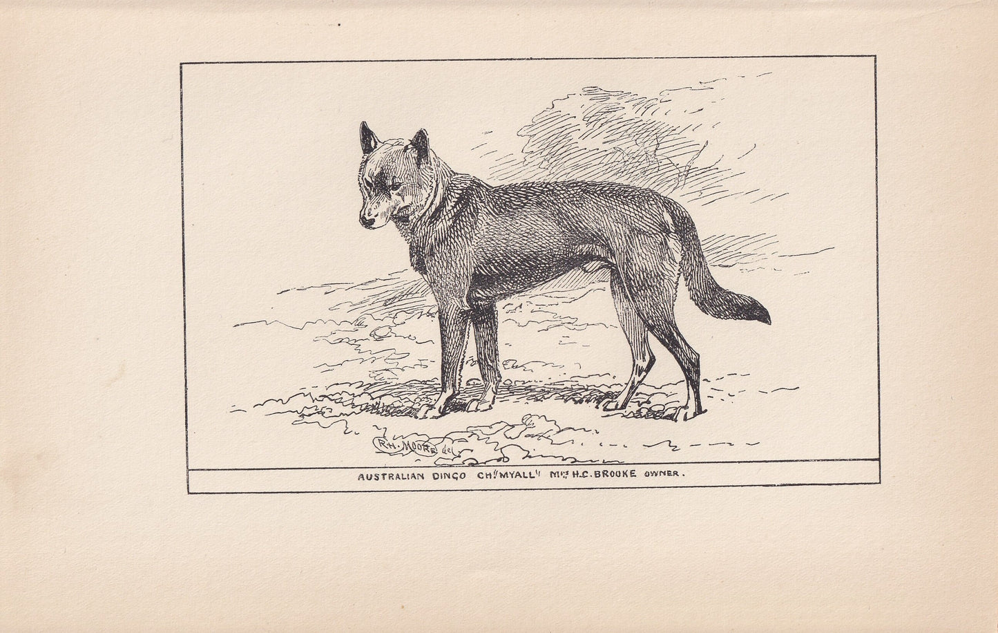 1900 AUSTRALIAN DINGO DOG Print - Original Antique Dog Print - R. H. Moore - Dog Wall Art - Dog Lover - Dog Gift - 8.6 x 5.6 Inches