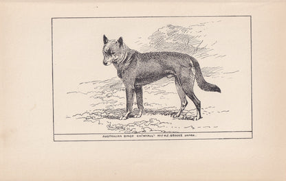 1900 AUSTRALIAN DINGO DOG Print - Original Antique Dog Print - R. H. Moore - Dog Wall Art - Dog Lover - Dog Gift - 8.6 x 5.6 Inches