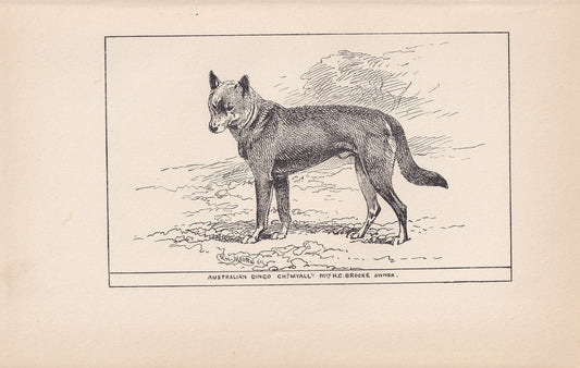 1900 AUSTRALIAN DINGO DOG Print - Original Antique Dog Print - R. H. Moore - Dog Wall Art - Dog Lover - Dog Gift - 8.6 x 5.6 Inches
