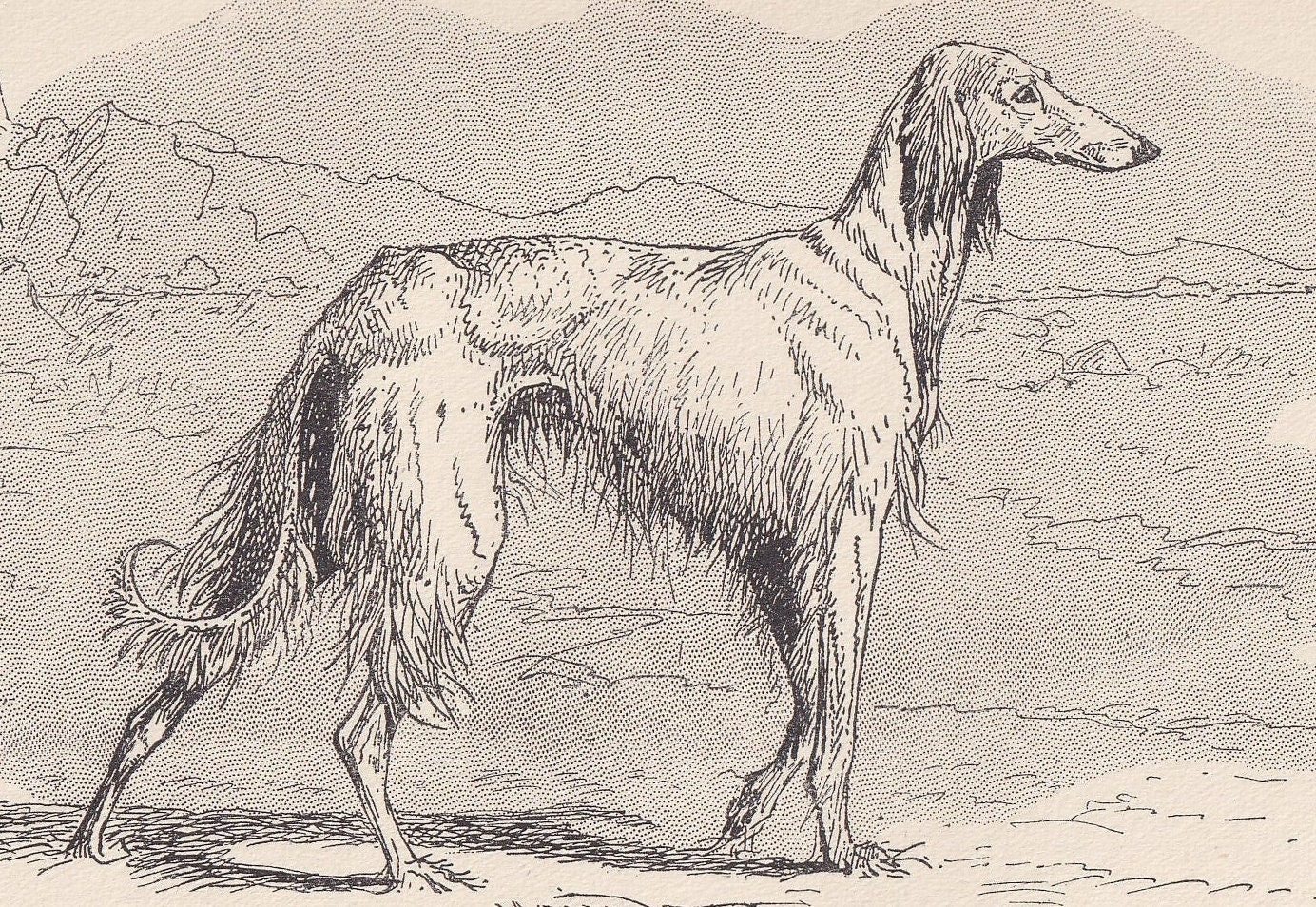1900 AFGHAN HOUND DOG Print - Original Antique Dog Print - R. H. Moore - Dog Wall Art - Dog Lover - Dog Gift - 8.6 x 5.6 Inch