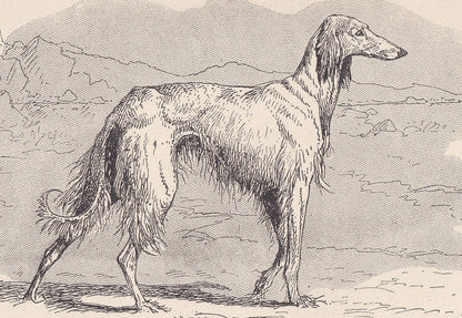 1900 AFGHAN HOUND DOG Print - Original Antique Dog Print - R. H. Moore - Dog Wall Art - Dog Lover - Dog Gift - 8.6 x 5.6 Inch