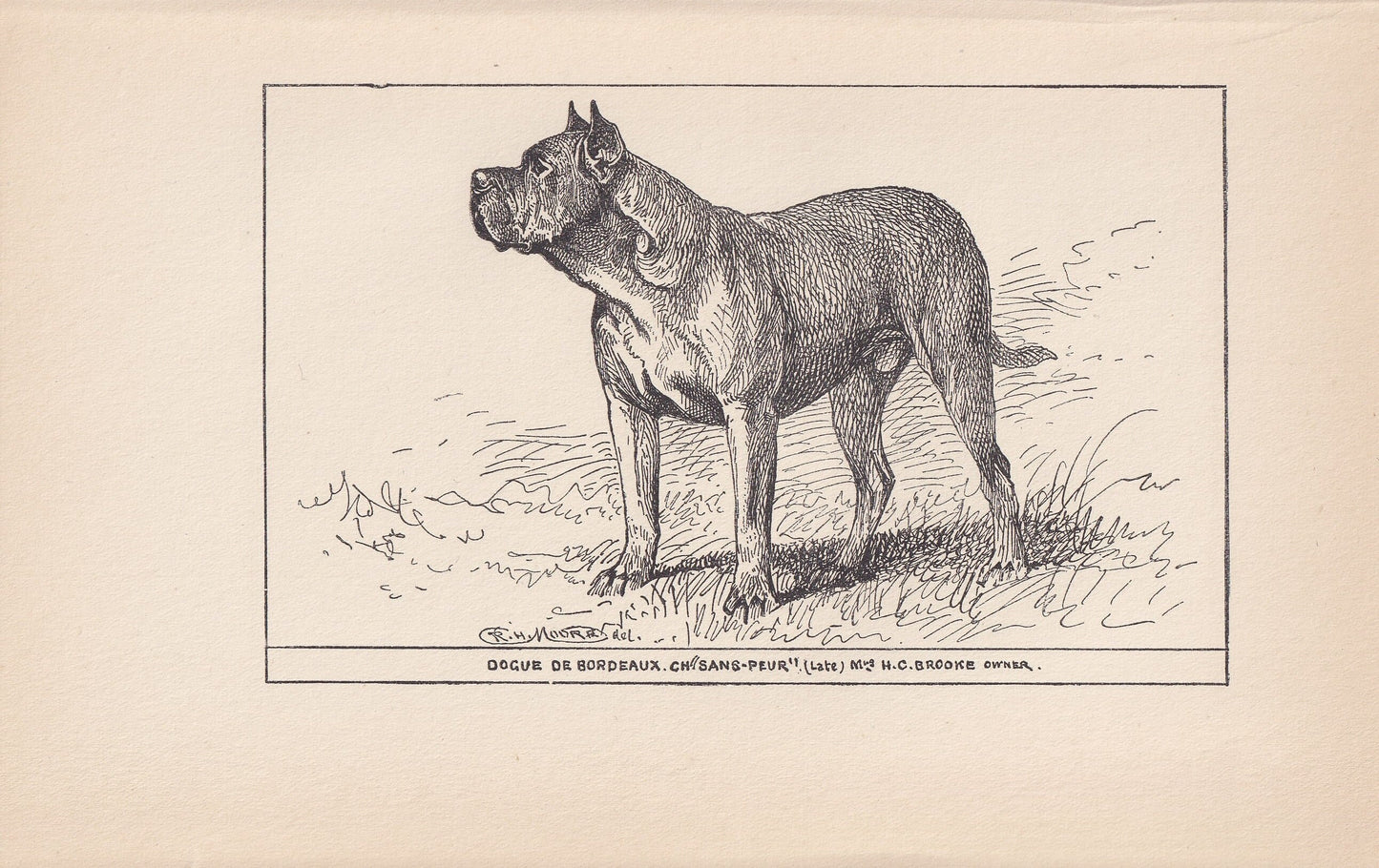 1900 DOGUE de BORDEAUX DOG Print - Original Antique Dog Print - R. H. Moore - Dog Wall Art - Dog Lover - Dog Gift - 8.6 x 5.6 Inches