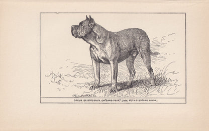 1900 DOGUE de BORDEAUX DOG Print - Original Antique Dog Print - R. H. Moore - Dog Wall Art - Dog Lover - Dog Gift - 8.6 x 5.6 Inches