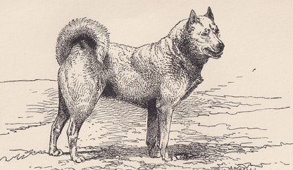 1900 HUSKY DOG Print - Original Antique Dog Print - R. H. Moore - Dog Wall Art - Dog Lover - Dog Gift - 8.6 x 5.6 Inches