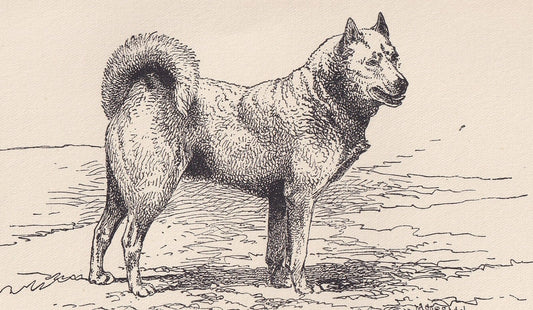 1900 HUSKY DOG Print - Original Antique Dog Print - R. H. Moore - Dog Wall Art - Dog Lover - Dog Gift - 8.6 x 5.6 Inches