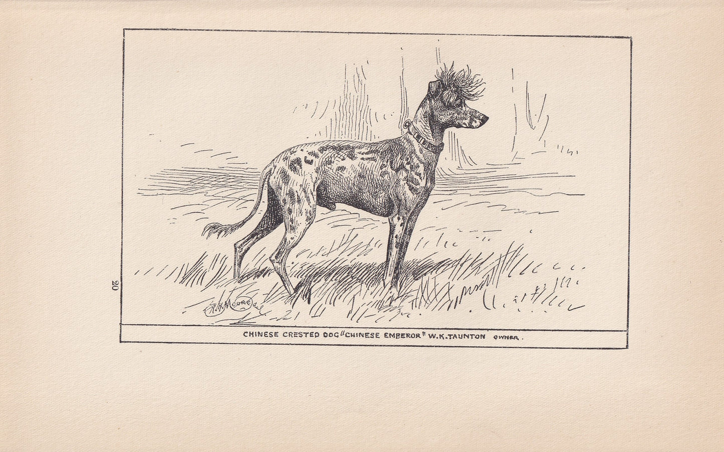1900 CHINESE CRESTED DOG Print - Original Antique Dog Print - R. H. Moore - Dog Wall Art - Dog Lover - Dog Gift - 8.6 x 5.6 I