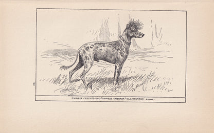 1900 CHINESE CRESTED DOG Print - Original Antique Dog Print - R. H. Moore - Dog Wall Art - Dog Lover - Dog Gift - 8.6 x 5.6 I