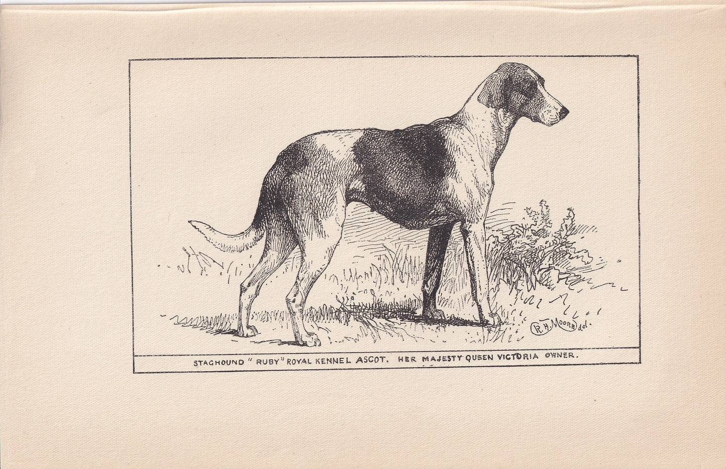 1900 STAGHOUND DOG Print - Original Antique Dog Print - R. H. Moore - Dog Wall Art - Dog Lover - Dog Gift - 8.6 x 5.6 Inches