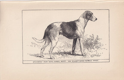 1900 STAGHOUND DOG Print - Original Antique Dog Print - R. H. Moore - Dog Wall Art - Dog Lover - Dog Gift - 8.6 x 5.6 Inches