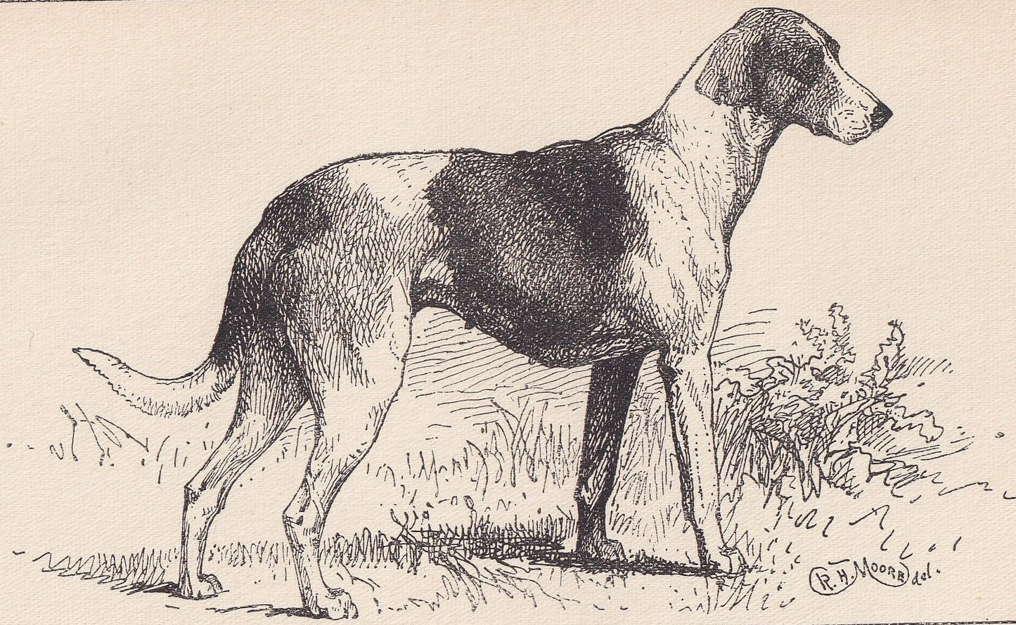 1900 STAGHOUND DOG Print - Original Antique Dog Print - R. H. Moore - Dog Wall Art - Dog Lover - Dog Gift - 8.6 x 5.6 Inches