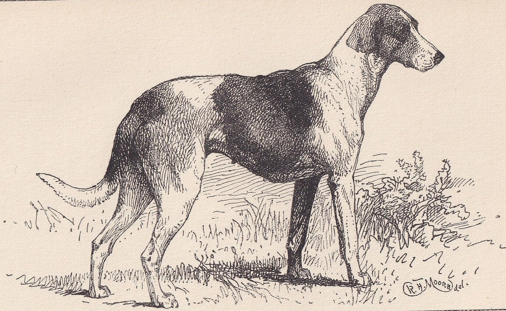 1900 STAGHOUND DOG Print - Original Antique Dog Print - R. H. Moore - Dog Wall Art - Dog Lover - Dog Gift - 8.6 x 5.6 Inches