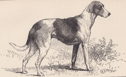 1900 STAGHOUND DOG Print - Original Antique Dog Print - R. H. Moore - Dog Wall Art - Dog Lover - Dog Gift - 8.6 x 5.6 Inches