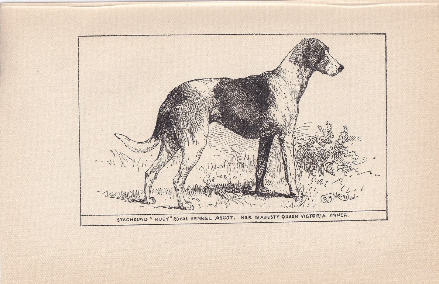 1900 STAGHOUND DOG Print - Original Antique Dog Print - R. H. Moore - Dog Wall Art - Dog Lover - Dog Gift - 8.6 x 5.6 Inches