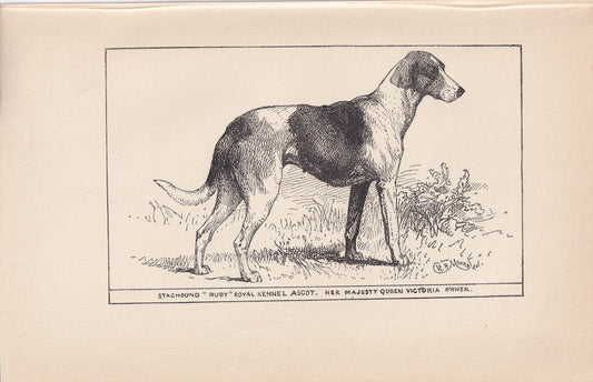 1900 STAGHOUND DOG Print - Original Antique Dog Print - R. H. Moore - Dog Wall Art - Dog Lover - Dog Gift - 8.6 x 5.6 Inches