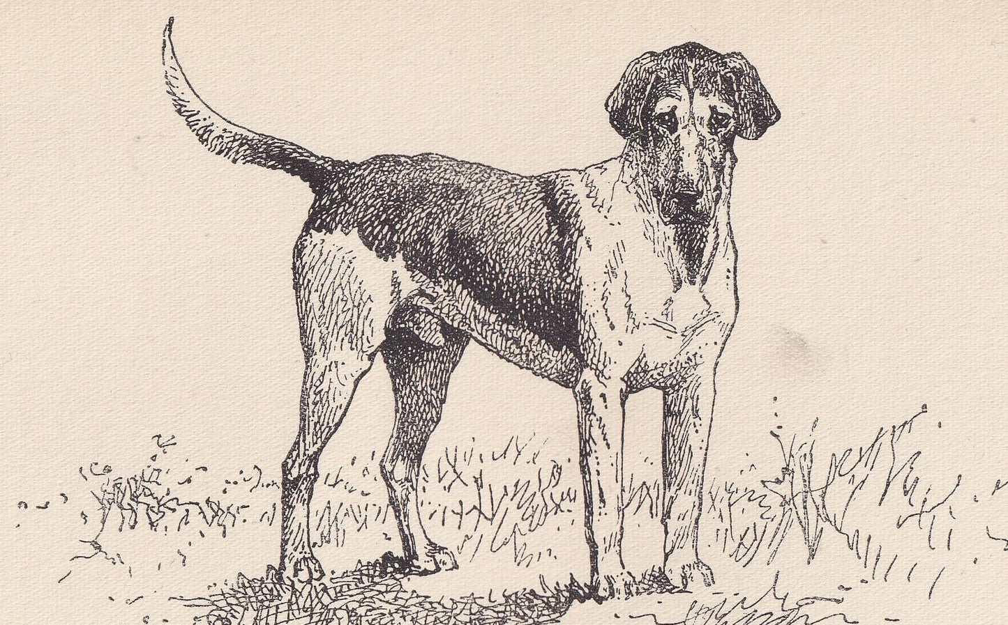 1900 HARRIER DOG Print - Original Antique Dog Print - R. H. Moore - Dog Wall Art - Dog Lover - Dog Gift - 8.6 x 5.6 Inches