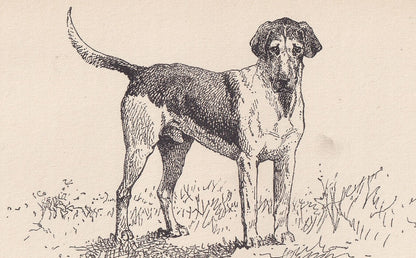 1900 HARRIER DOG Print - Original Antique Dog Print - R. H. Moore - Dog Wall Art - Dog Lover - Dog Gift - 8.6 x 5.6 Inches