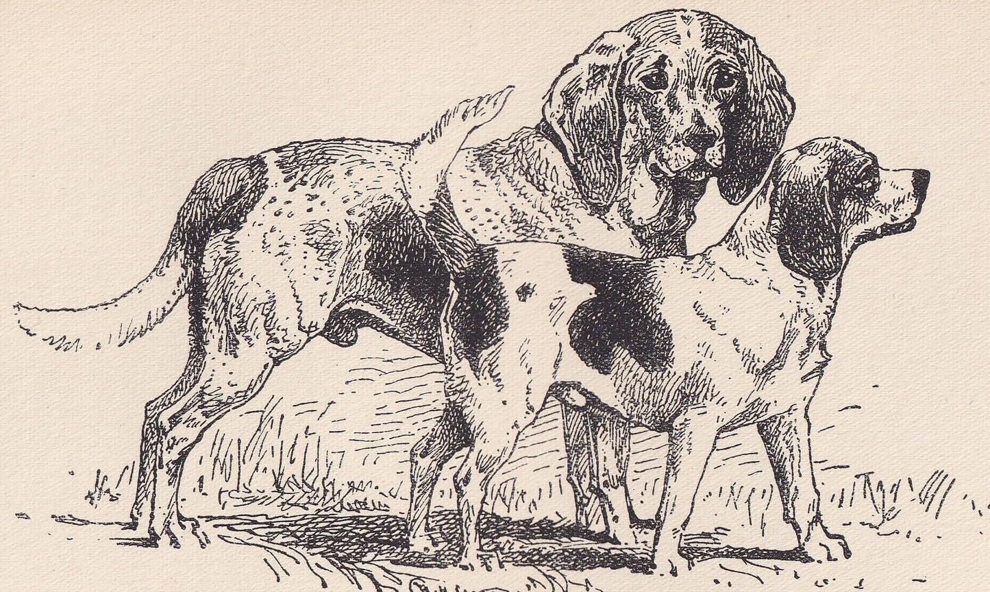 1900 BEAGLE & POCKET BEAGLE Print - Original Antique Dog Print - R. H. Moore - Dog Wall Art - Dog Lover - Dog Gift - 8.6 x 5.6 Inches