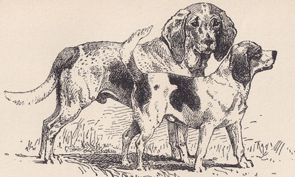 1900 BEAGLE & POCKET BEAGLE Print - Original Antique Dog Print - R. H. Moore - Dog Wall Art - Dog Lover - Dog Gift - 8.6 x 5.6 Inches
