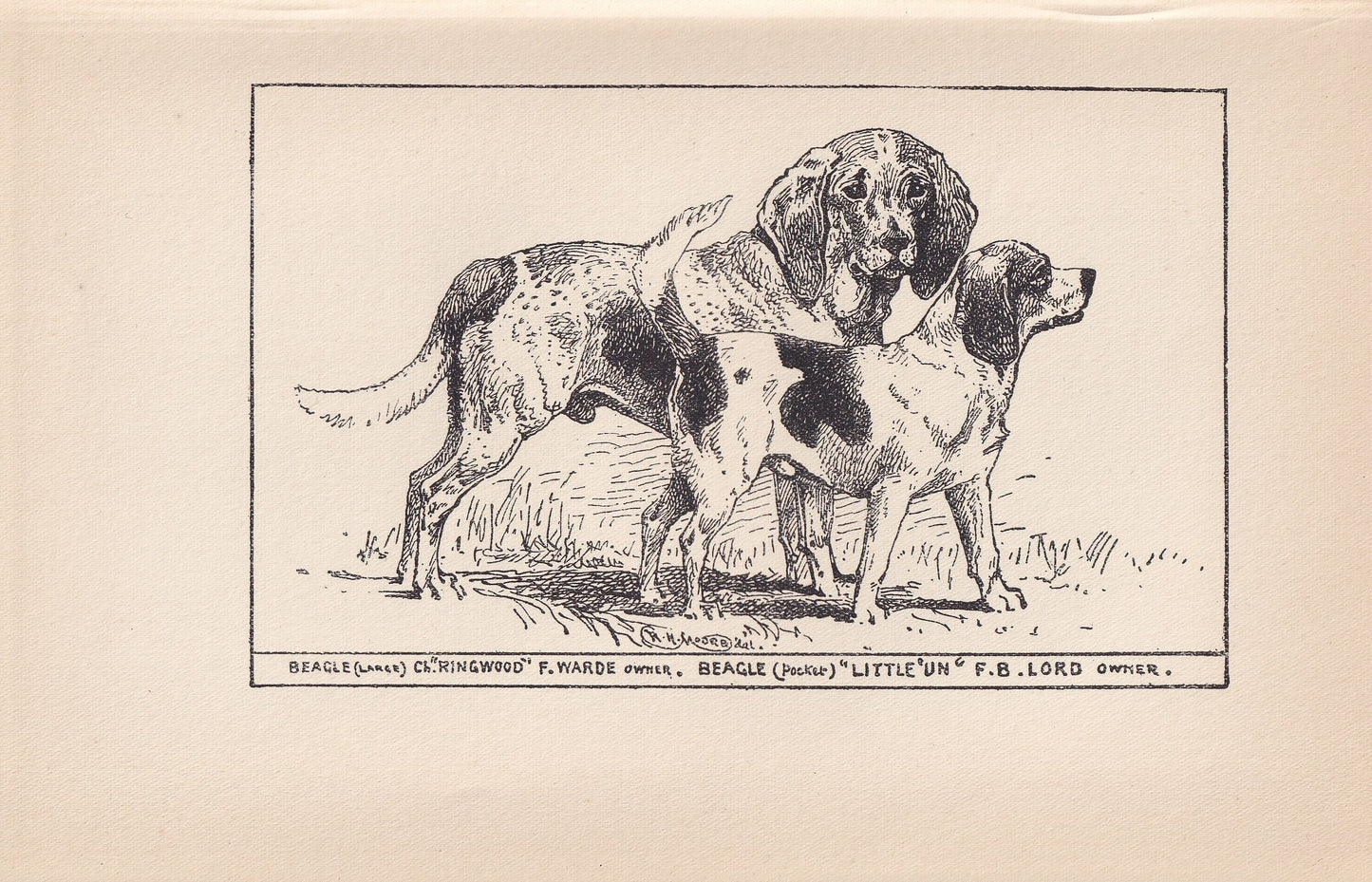 1900 BEAGLE & POCKET BEAGLE Print - Original Antique Dog Print - R. H. Moore - Dog Wall Art - Dog Lover - Dog Gift - 8.6 x 5.6 Inches