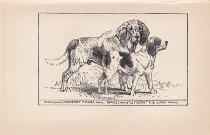 1900 BEAGLE & POCKET BEAGLE Print - Original Antique Dog Print - R. H. Moore - Dog Wall Art - Dog Lover - Dog Gift - 8.6 x 5.6 Inches