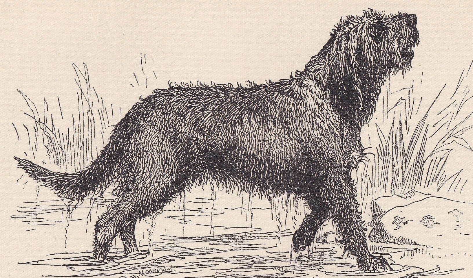 1900 OTTERHOUND DOG Print - Original Antique Dog Print - R. H. Moore - Dog Wall Art - Dog Lover - Dog Gift - 8.6 x 5.6 Inches