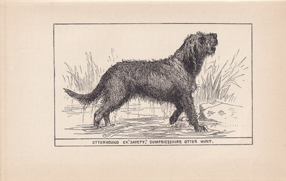 1900 OTTERHOUND DOG Print - Original Antique Dog Print - R. H. Moore - Dog Wall Art - Dog Lover - Dog Gift - 8.6 x 5.6 Inches