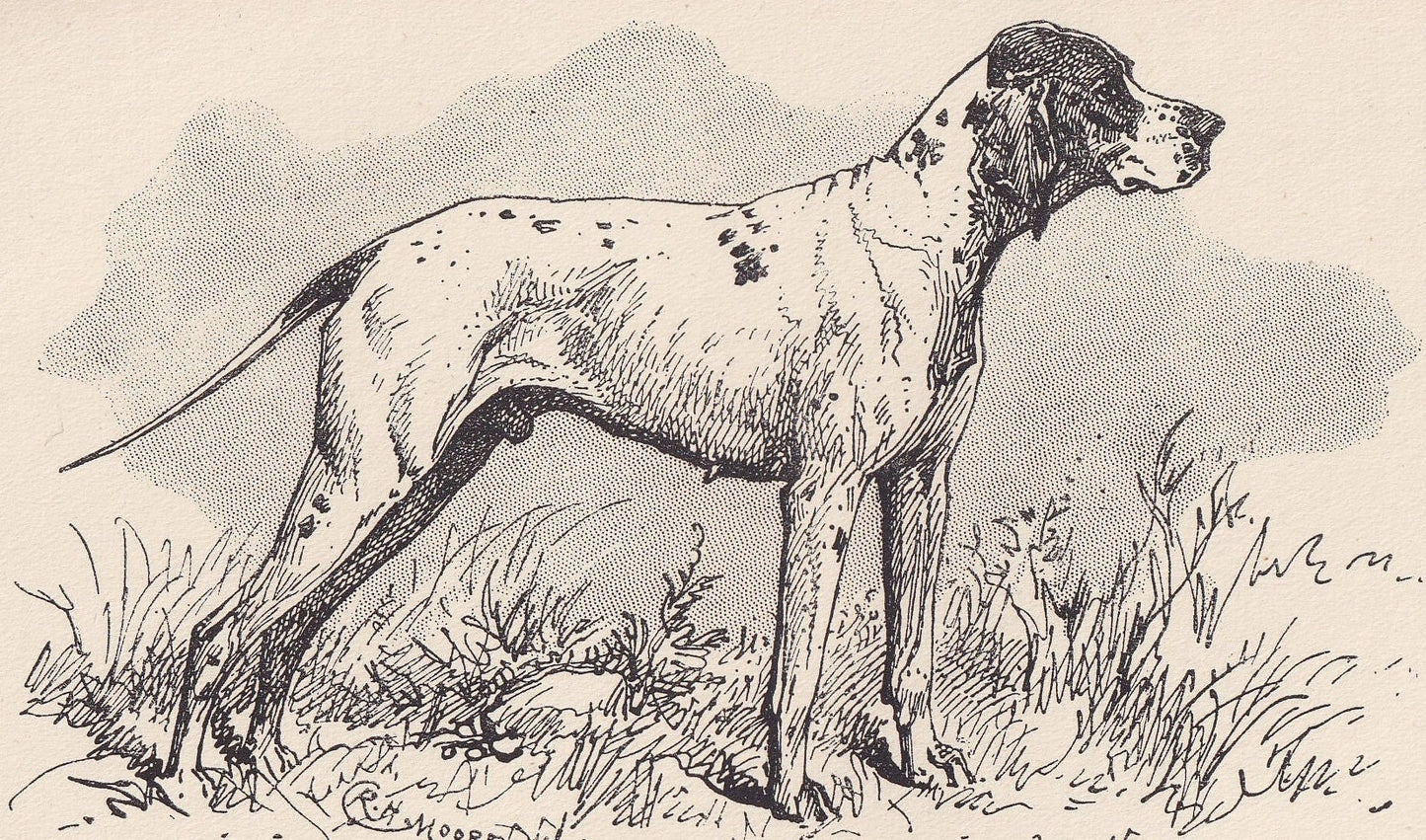 1900 POINTER DOG Print - Original Antique Dog Print - R. H. Moore - Dog Wall Art - Dog Lover - Dog Gift - 8.6 x 5.6 Inches