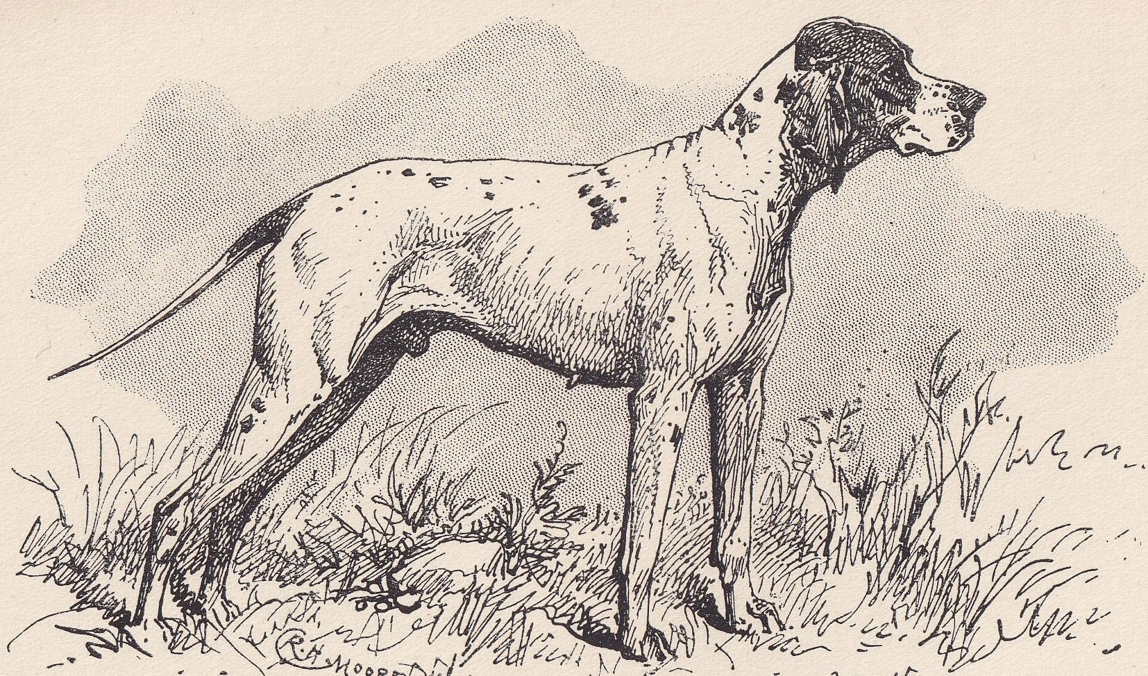 1900 POINTER DOG Print - Original Antique Dog Print - R. H. Moore - Dog Wall Art - Dog Lover - Dog Gift - 8.6 x 5.6 Inches