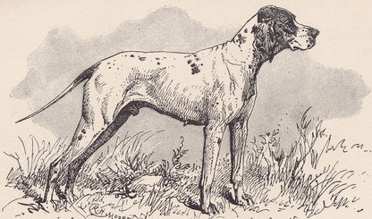 1900 POINTER DOG Print - Original Antique Dog Print - R. H. Moore - Dog Wall Art - Dog Lover - Dog Gift - 8.6 x 5.6 Inches