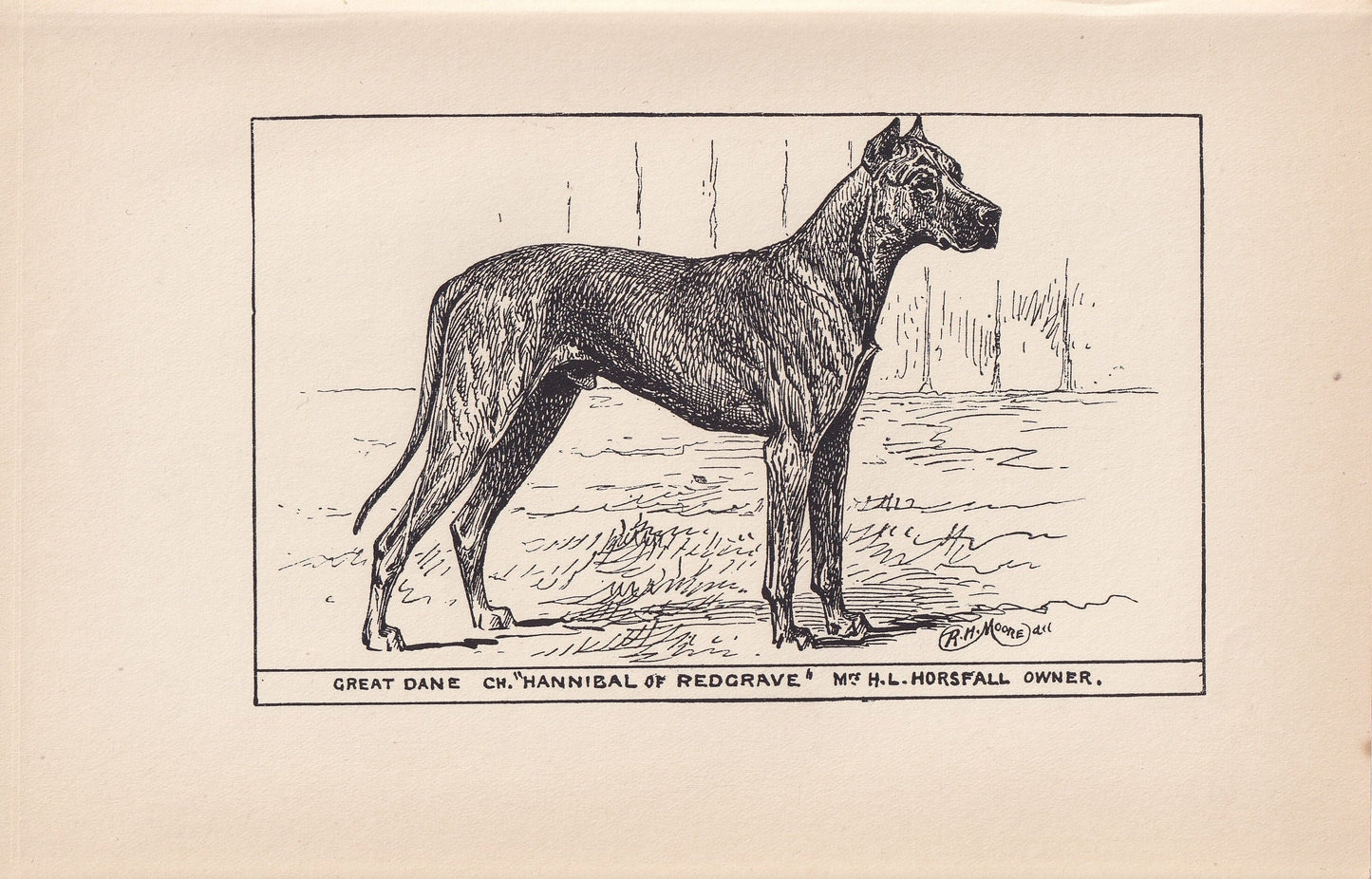 1900 GREAT DANE DOG Print - Original Antique Dog Print - R. H. Moore - Dog Wall Art - Dog Lover - Dog Gift - 8.6 x 5.6 Inches