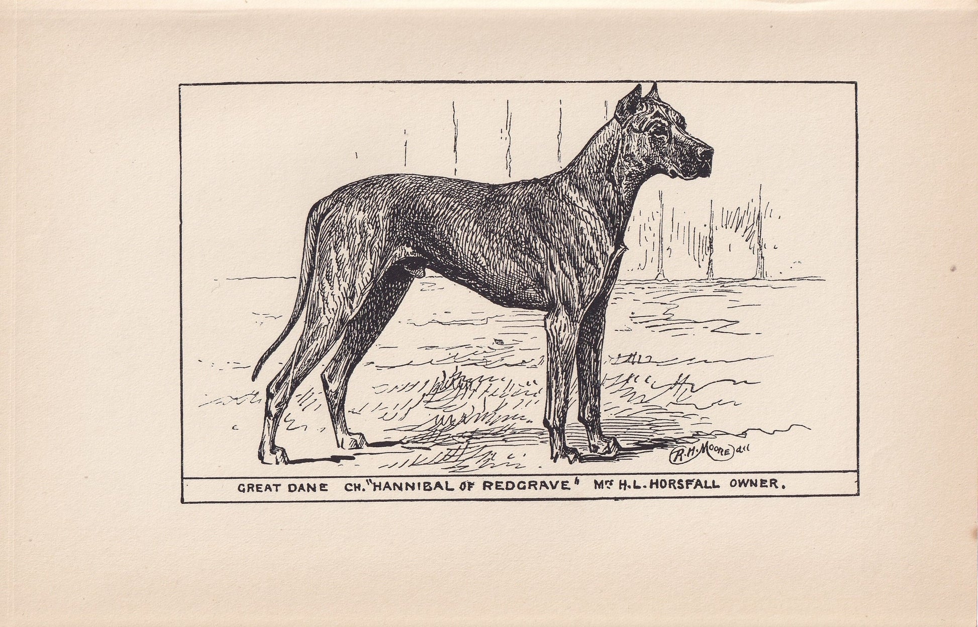 1900 GREAT DANE DOG Print - Original Antique Dog Print - R. H. Moore - Dog Wall Art - Dog Lover - Dog Gift - 8.6 x 5.6 Inches