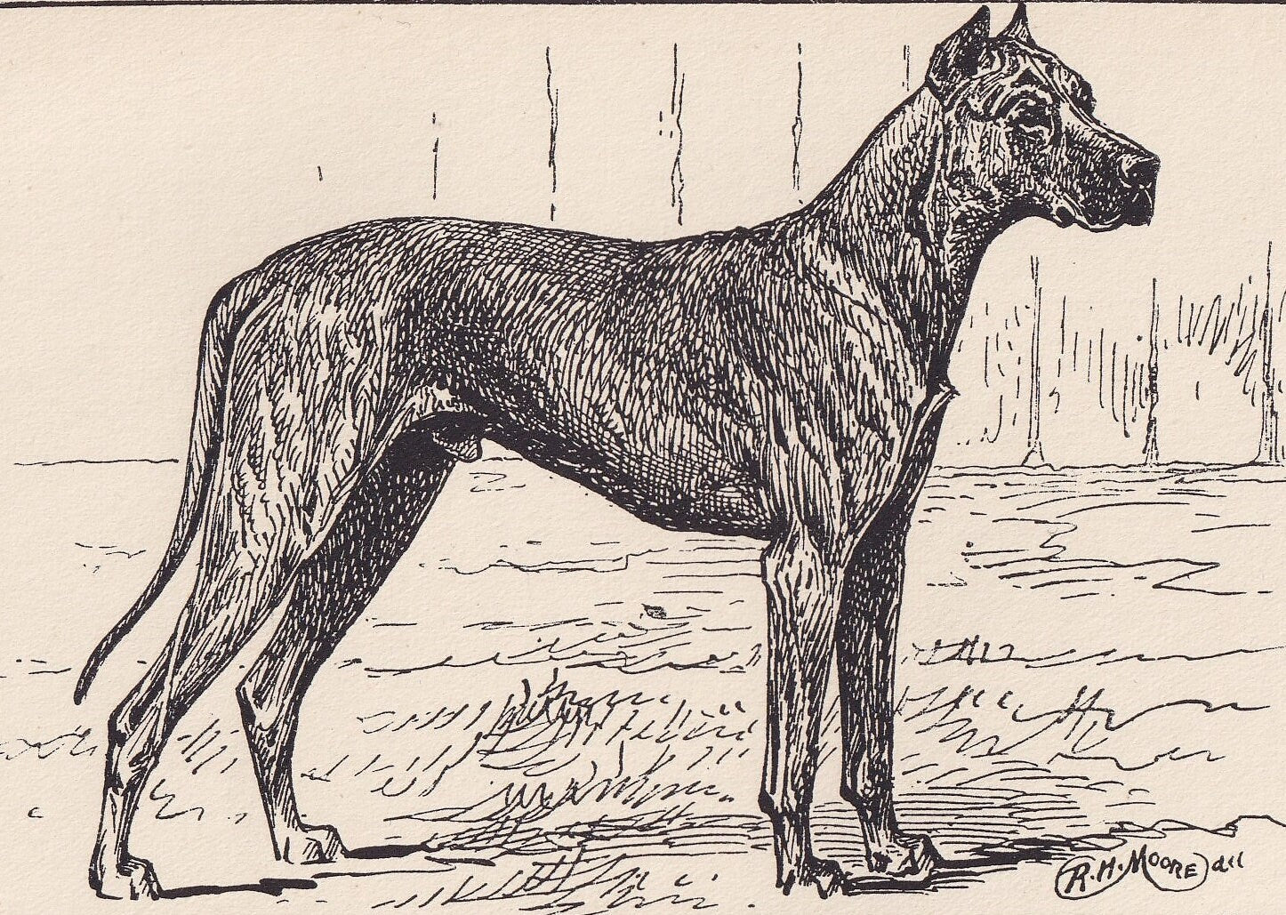 1900 GREAT DANE DOG Print - Original Antique Dog Print - R. H. Moore - Dog Wall Art - Dog Lover - Dog Gift - 8.6 x 5.6 Inches