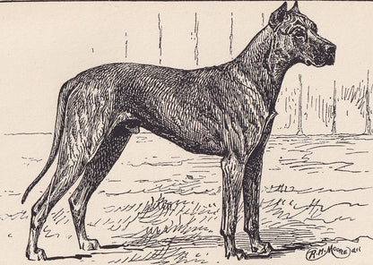 1900 GREAT DANE DOG Print - Original Antique Dog Print - R. H. Moore - Dog Wall Art - Dog Lover - Dog Gift - 8.6 x 5.6 Inches