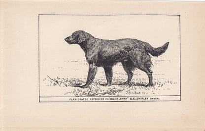 1900 FLAT-COATED RETRIEVER Print - Original Antique Dog Print - R. H. Moore - Dog Wall Art - Dog Lover - Dog Gift - 8.6 x 5.6 Inches